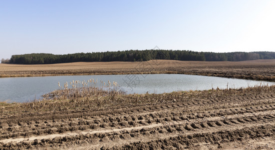 湿地草原那里在农业田地的土上取水小坑在中发现鱼有稻草秋天风景或泉水收集的小坑采图片
