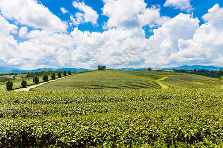 赖美丽的场景泰国ChiangRaiChhoouiFong农场茶叶种植的景观是泰国清莱最顶级旅游目的地图片