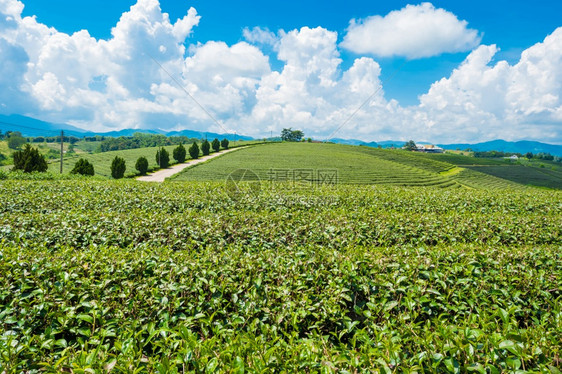 花园阳光泰国ChiangRaiChhoouiFong农场茶叶种植的景观是泰国清莱最顶级旅游目的地美丽图片