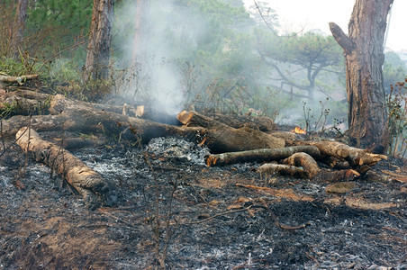 抽烟在松林中烧焦干草的灰这种粗心大意造成许多森林火灾特别在炎热季节树枝被砍断生态破坏导致气候变化环境不安全制作颜色图片