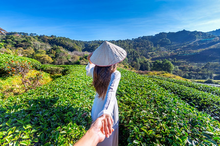 土井农场身穿越南文化的亚洲妇女传统握着马rrrsquos手引导他到绿茶田脸图片