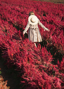 身穿战壕大衣和草帽的妇女背部在红花田中行走新鲜的头发美丽图片