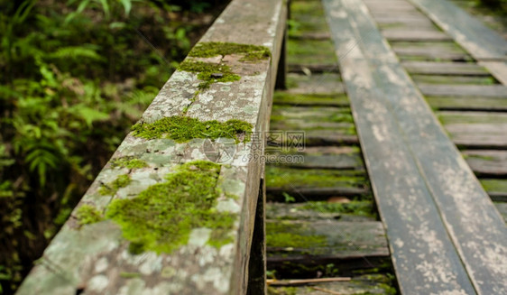 木头热带雨林丛景观中的木环桥蒋冒险图片