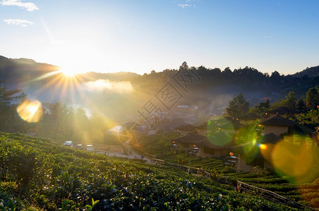 清晨茶叶种植园位于泰国北部省MaeHongSon的居民点BanRakThai一个人定居点MeeSon洪儿子风景图片