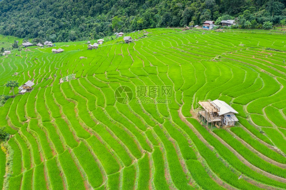 泰国清迈Banpabongpiang的稻米梯田空中观察美丽的著名麦图片