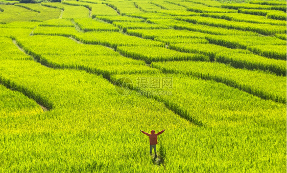 庄稼自由问发光的图片