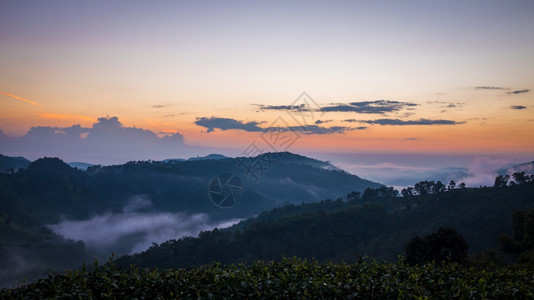 茶种植园天空泰国清莱DoiMaeSalongFahLuang山上的日出全景观图片