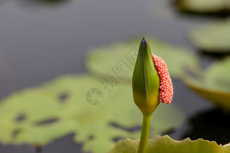 水清晨有蛋壳的紫莲花色宁静图片