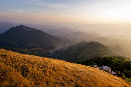 场景美丽的山区夏季风景在山谷的金黄草原上放牧牛群背景为泰国梅洪松MeeHongSon广受欢迎的旅游景点DoiPuiCo的山峰泰国图片