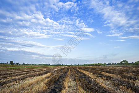 景观收获后在稻田中烧熟的米碎裂蓝天背景白云日落树棕色的图片