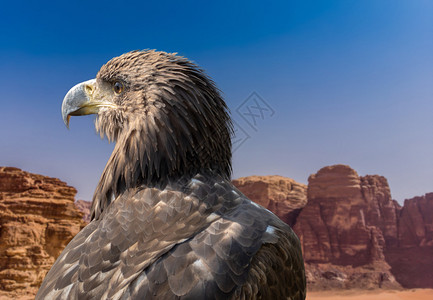 动物猛禽在沙漠岩石前面的瓦迪鲁姆山上一条猎鹰雀斑的肖像法尔科图片