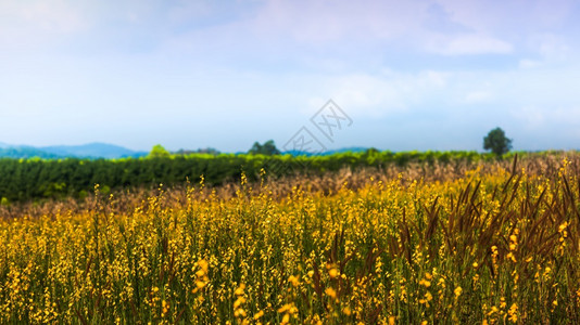 种植园牧场阳光明媚的花田全盛开明亮的黄色花田和草以鲜蓝天空和白云为背景关注黄色花朵谷图片
