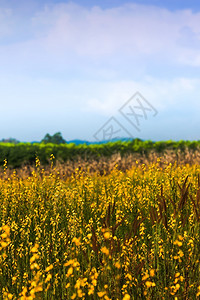 孙绿色阳光明媚的花田全盛开明亮的黄色花田和草以鲜蓝天空和白云为背景关注黄色花朵植物图片