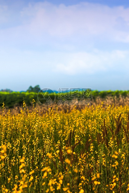 孙绿色阳光明媚的花田全盛开明亮的黄色花田和草以鲜蓝天空和白云为背景关注黄色花朵植物图片