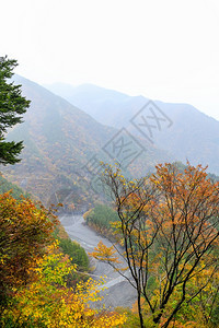 木头多雾路段自然在雨季日本风景优美秋季有溪流和小木桥白底山层有坡图片