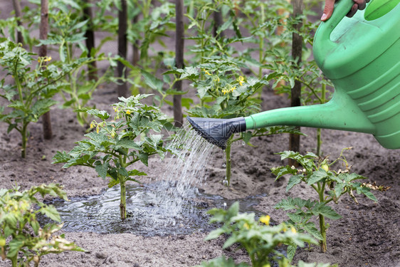 基辅衬套农民使用塑料水罐亲手在花园里浇小菜番茄农民用水灌木丛自然图片