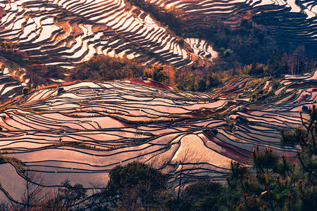 旅行户外元阳金时的哈尼田稻元扬场地图片