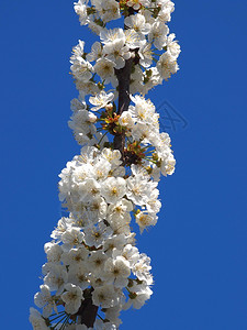 花的坚果农村美丽白水果在春天开花图片