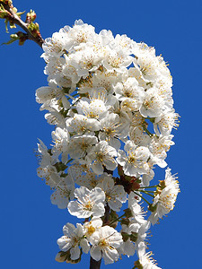 美丽的白水果在春天开花太阳晴树图片