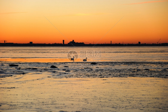 编队石质鸟类在日落前与瑞典Kalmar市的天线在平下游鹅图片