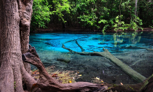 泻湖泰国Krabi省SraMorakot绿蓝游泳池热带雨林中清晶蓝水的美丽自然景象郁葱透明图片