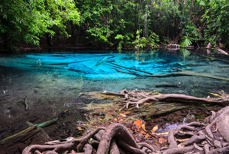 泰国Krabi省SraMorakot绿蓝游泳池热带雨林中清晶蓝水的美丽自然景象木头郁葱阳光图片
