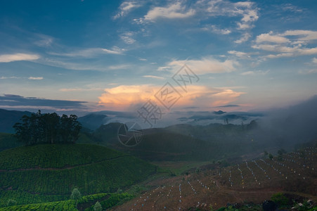 清晨日出印度喀拉邦Munnar茶叶种植园喷雾自然背景草地谷农场图片