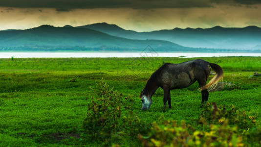 在雨中绿草地上放牧的黑马快乐暴雨覆盖了湖和山峰其背景是关注马头Focusonhorsehead旅行早晨草原图片