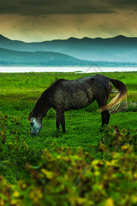 快乐的绿色动物在雨中草地上放牧的黑马快乐暴雨覆盖了湖和山峰其背景是关注马头Focusonhorsehead图片