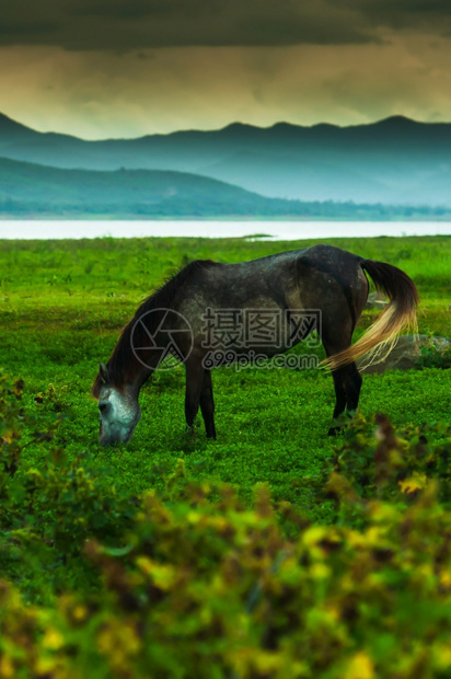 快乐的绿色动物在雨中草地上放牧的黑马快乐暴雨覆盖了湖和山峰其背景是关注马头Focusonhorsehead图片