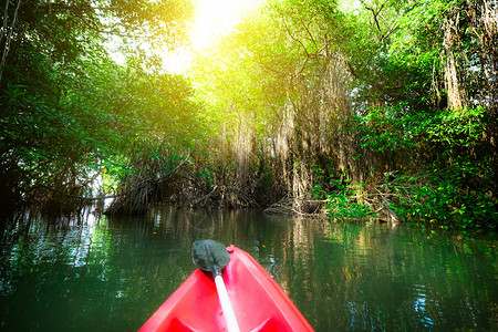 背包根通过红树林的幻想景观在斯里兰卡划独木舟野生美景绝和旅游活动森林图片