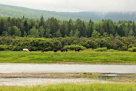 俄罗斯农村地区夏季在森林边缘河草原上放牧的牛群中马匹夏季在俄罗斯农村地区放牧骘荒野经过图片