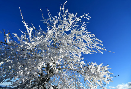 景观林中满是积雪的树木黑森假期图片