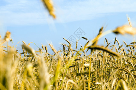 或者生产颜色种植黑麦或黄小的夏季农业田加上欧洲夏季农业田真正的金色花环和欧洲夏季农业田图片