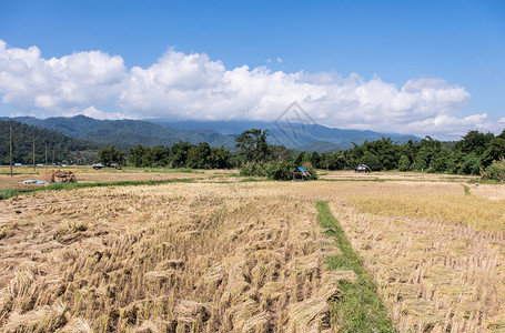 草收获季节金稻田位于泰国北部高山谷的泰国北部河以北环境场景图片