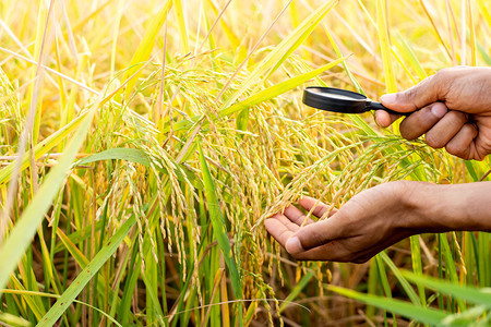 风景稻田培育农夫的手用放大镜来看着耳朵图片