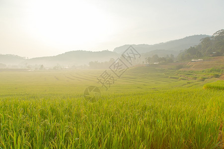 绿色亚洲人水落地大米是白天清晨的Sunny山丘地区图片