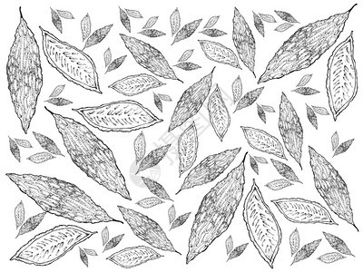 可口草图艺术蔬菜和本手绘素描美味鲜苦瓜或的插图背景案挂在白色背景上的藤蔓图片