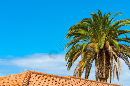 海滩美丽的绿色棕榈树映衬着瓷砖屋顶后面的蓝色阳光明媚天空热带风吹动棕榈叶西班牙特内里费岛美丽的绿色棕榈树映衬着瓷砖屋顶后蓝色的阳图片