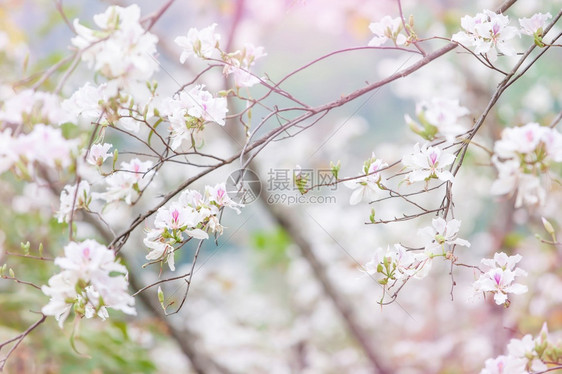 紫荆优雅夏季的白Bauhiniavariegata或兰花树有紫和粉色斑点的美丽白色花瓣在背景中模糊的兰花植物群图片