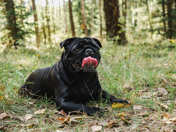 红色的美丽安静阳光明媚的一天户外护理教育服从培训和养宠物的概念甜美可爱的黑色小狗近身而可爱的黑色小狗clearsundayclo图片