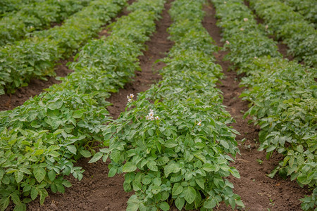 新鲜的植物污垢马铃薯在露天花园中生长和开素食蔬菜在有机花园中种植马铃薯在露天花园中生长和开图片