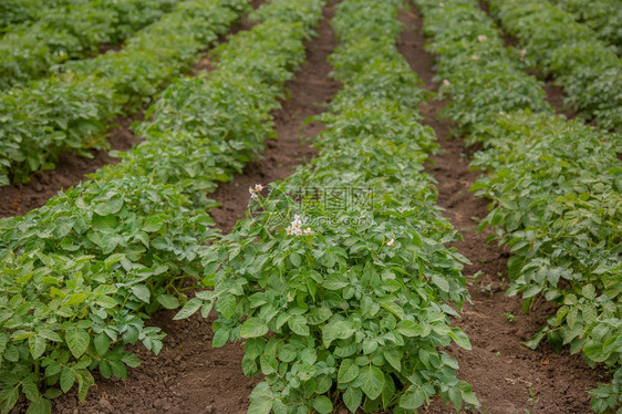 新鲜的植物污垢马铃薯在露天花园中生长和开素食蔬菜在有机花园中种植马铃薯在露天花园中生长和开图片