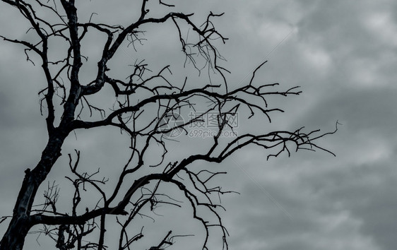 灰色的为了在黑暗戏剧天空和白云背景上剪影死树为和平的亡绝望希概念悲伤的自然和悲伤的背景干旱土地上的雷霆和风暴天空独特图片