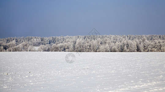 冬季风景雪覆盖田地混合森林降雪和冻后树木枯萎细叶松树冰雪和的枝状寒冷冬季天气还有雪绿色角度冰冷图片