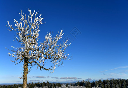 天气远足美丽的罗恩河中被雪覆盖的树图片