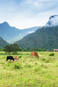 牧牛群在宁静的山谷中牧场放背景为北老挝农村一带的早雾和农庄安宁草地早晨图片