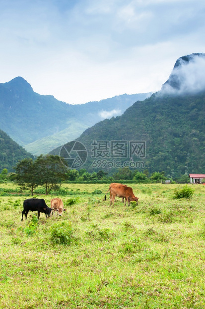 牧牛群在宁静的山谷中牧场放背景为北老挝农村一带的早雾和农庄安宁草地早晨图片