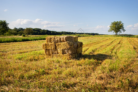 夏天长方形稻草捆在蓝天美丽的农田上在蓝天美丽的农田上收获长方形稻草捆收获树传统的图片