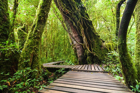 木头在泰国多伊因纳农公园旅行的背景情况旅游泰国多伊印太农公园旅游背景徒步行树叶图片